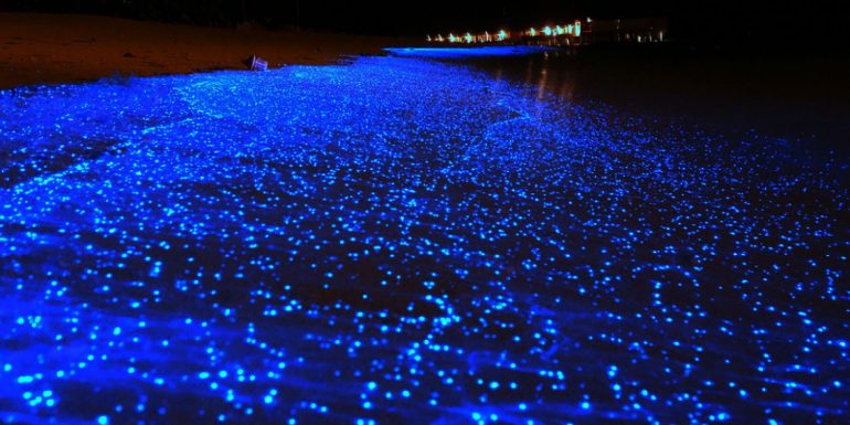 La Bioluminiscencia Es Un Fen Meno Natural Que Se Puede Disfrutar En