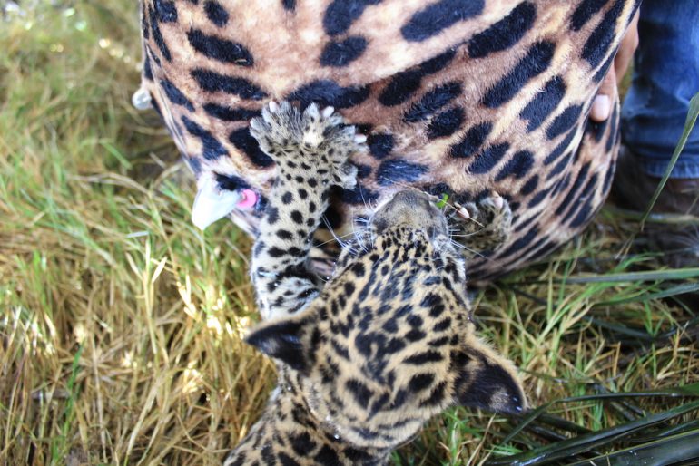 La liberación exitosa de dos jaguares hembra deja un legado único para