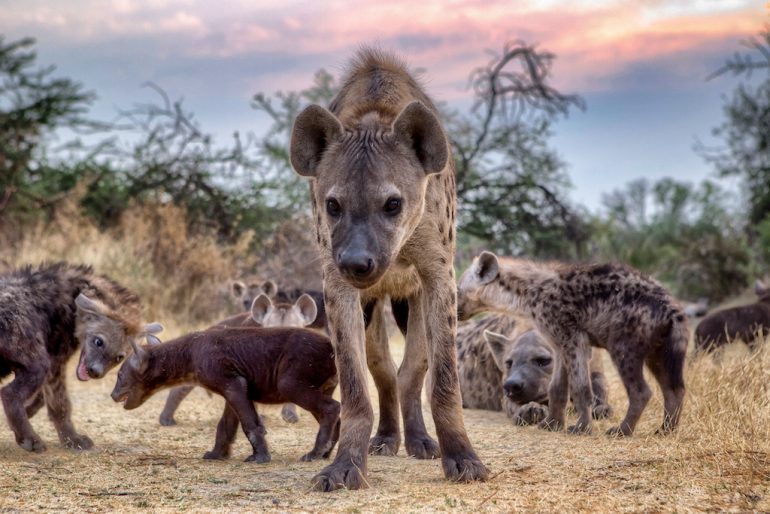 Las hienas hembra tienen pene National Geographic en Español