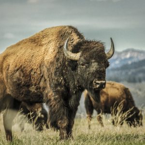 manada de bisontes