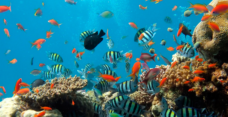 10 consejos para cuidar los océanos | National Geographic en Español