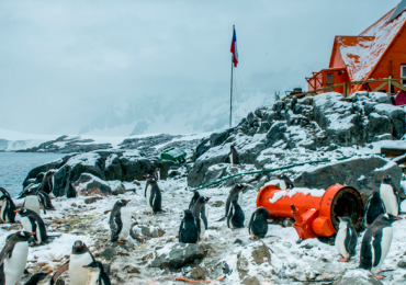 pingüinos en la Antártida