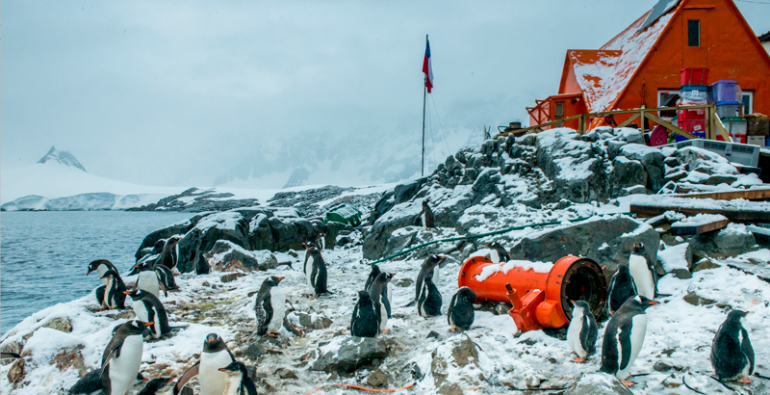 pingüinos en la Antártida