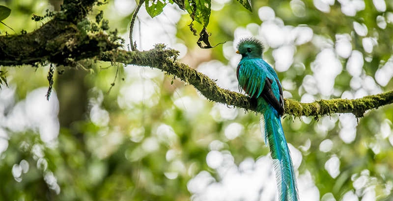 Por Que El Quetzal Dejo De Cantar National Geographic En Espanol