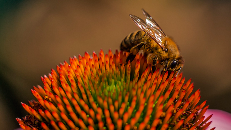 insectos duermen abeja