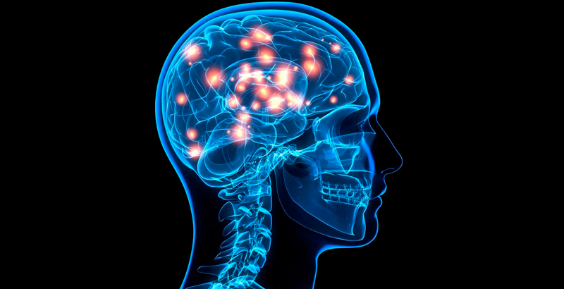 https://dam.ngenespanol.com/wp-content/uploads/2018/12/region-cerebro-humano.png