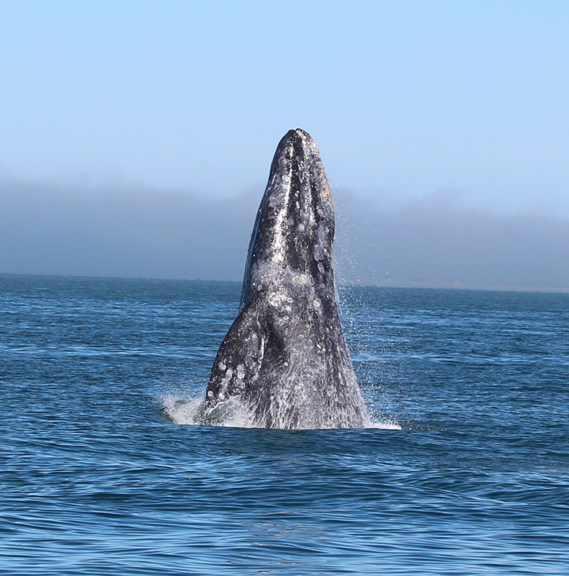 El Vizcaíno Baja California Sur ballena