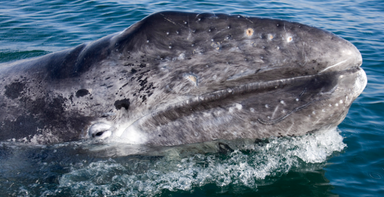 El Vizcaíno Baja California Sur ballena