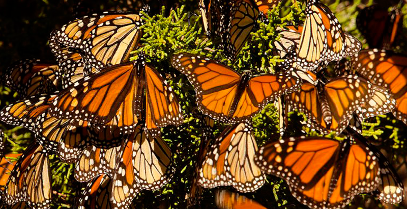 Resultado de imagen para mariposa monarca