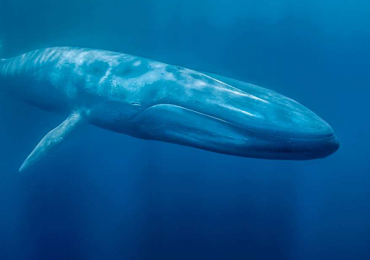 ballena azul Loreto