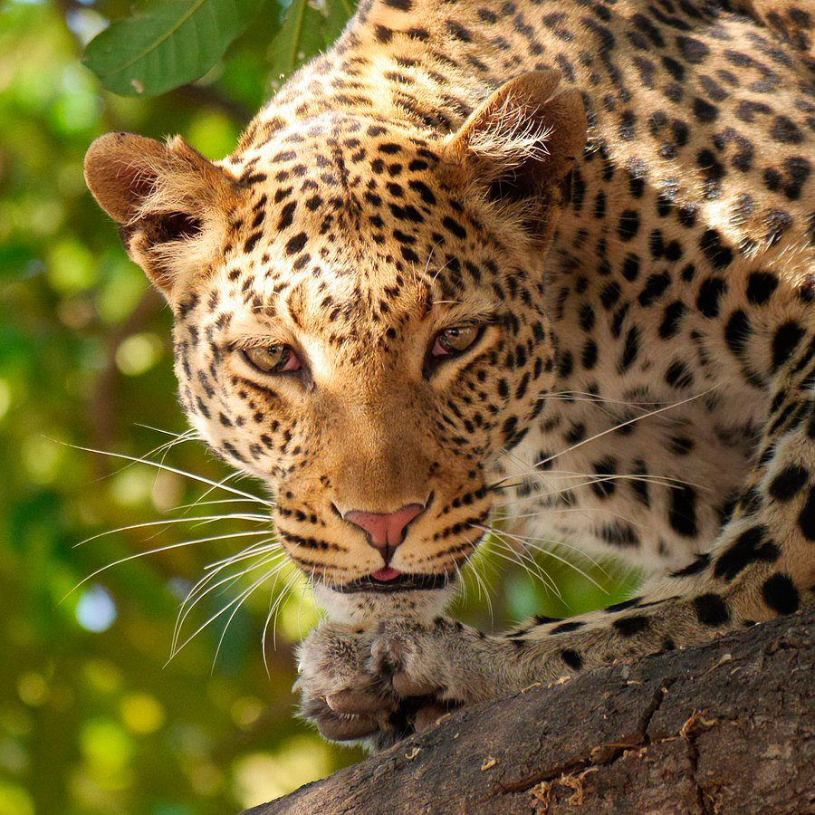 jaguares América Latina