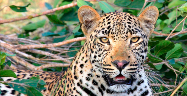 jaguares América Latina