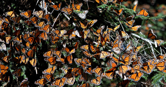 mariposa monarca México