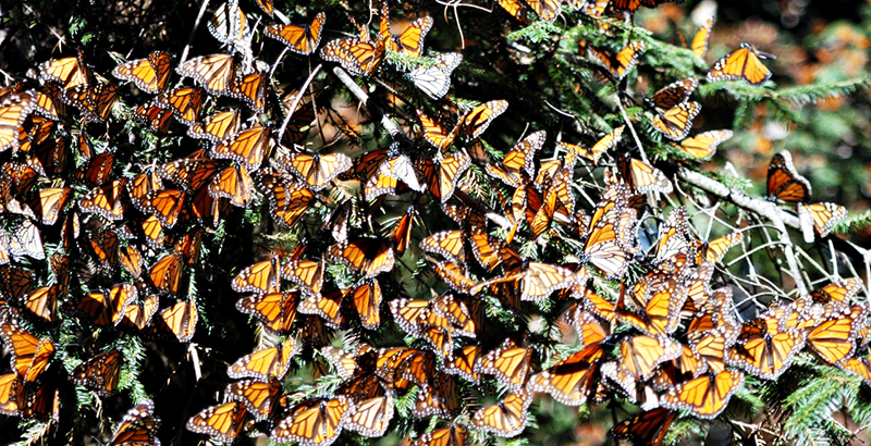 mariposa monarca México