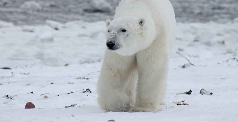 osos polares oso polar Rusia