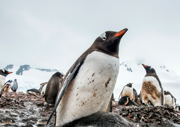pingüinos Antártida