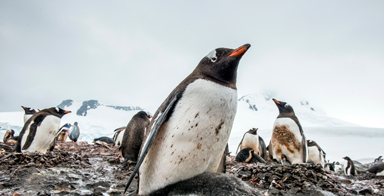 pingüinos Antártida