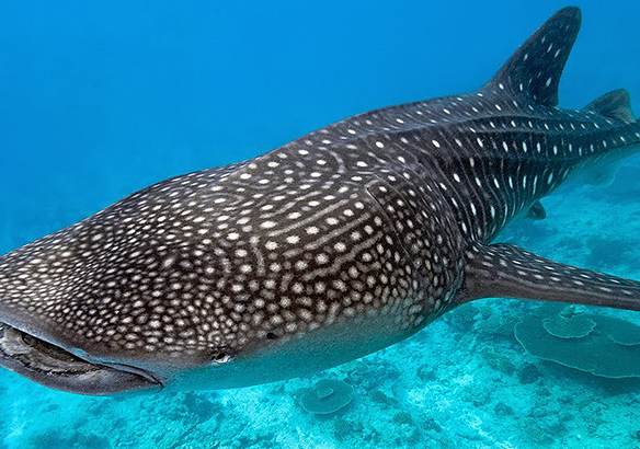 Tiburón Ballena Archives - National Geographic en Español