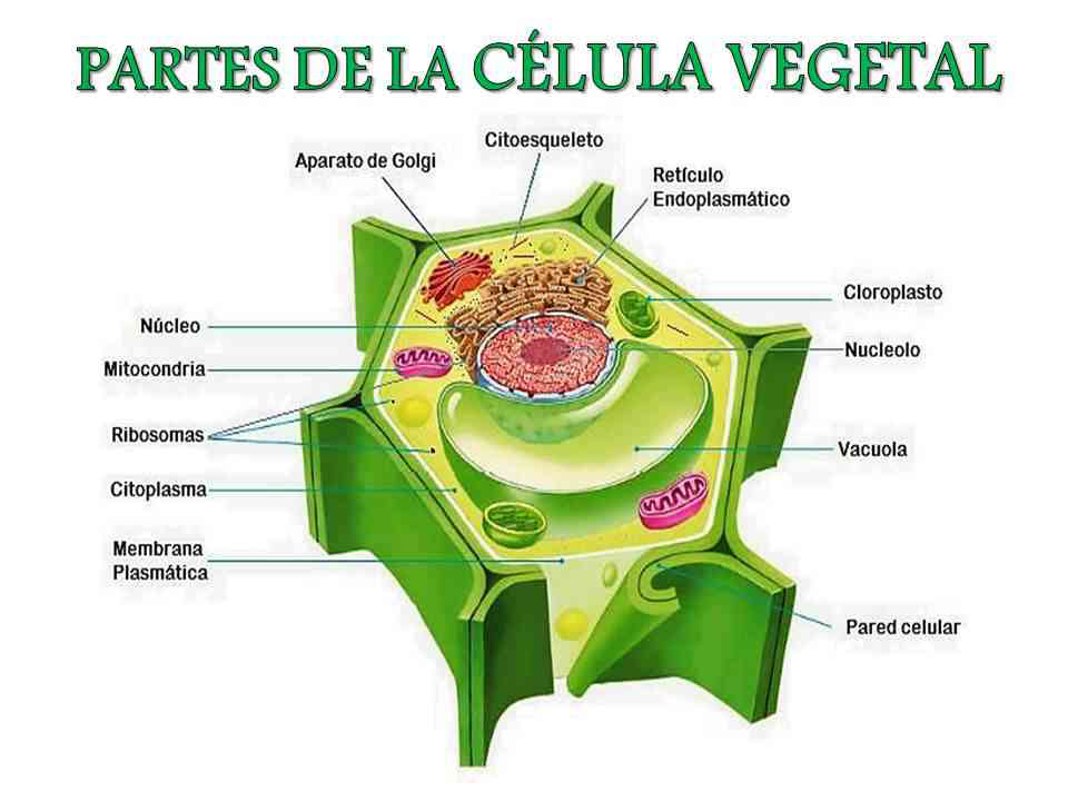 célula vegetal