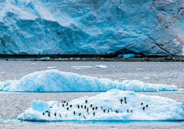 Antártida pingüinos
