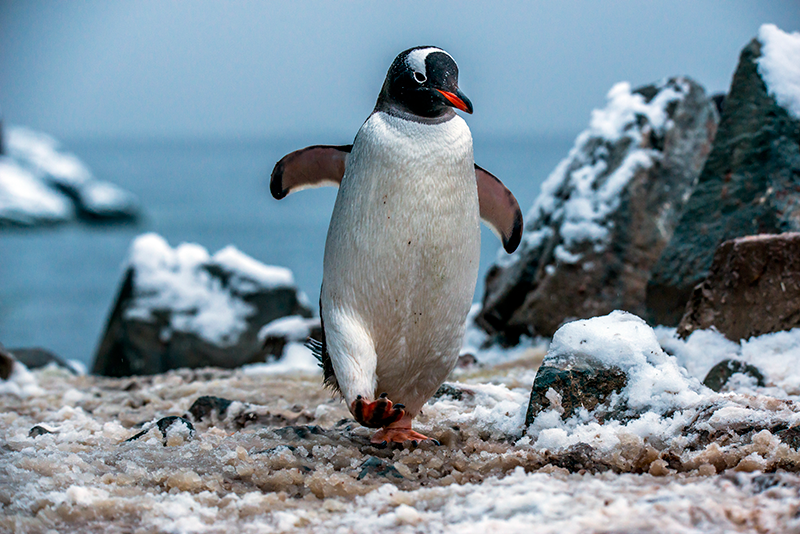 Antártida Pingüinos
