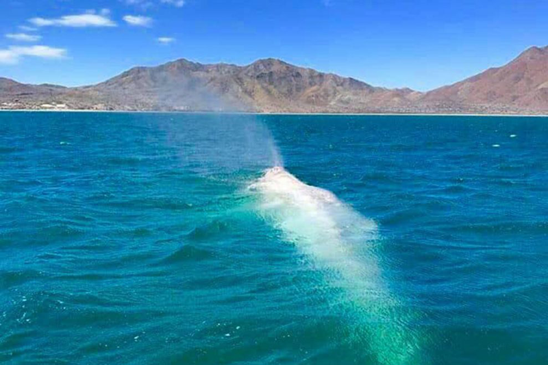 ballena albina Baja California