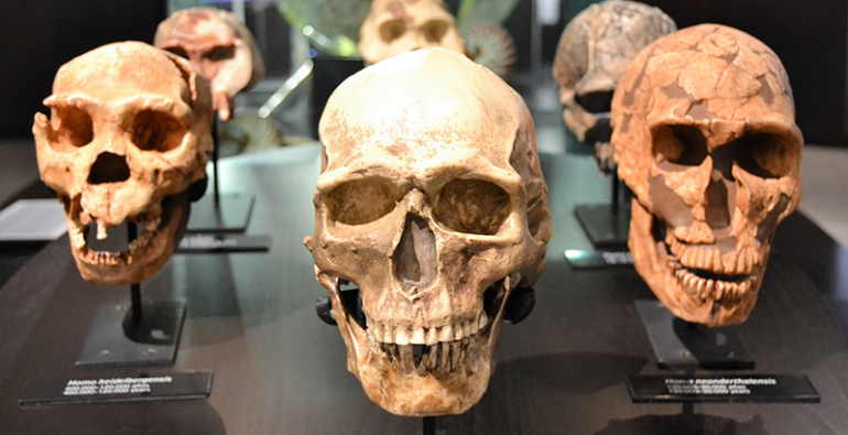 Nueva especie humana cráneo