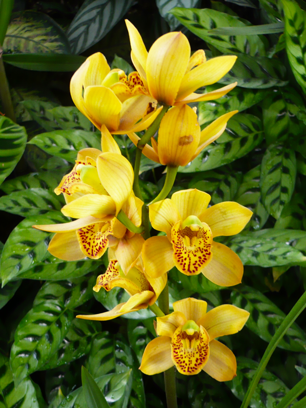 orquídeas Colombia