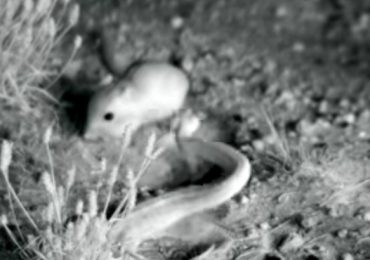 Rata Canguro Serpiente