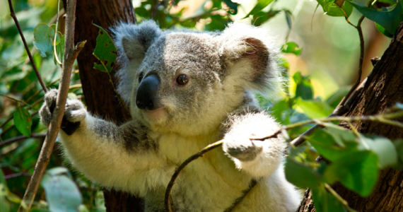 Koala funcionalmente extinto