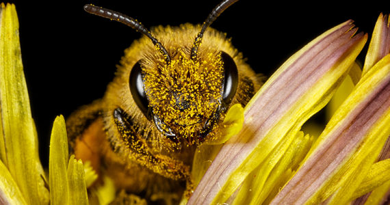 Datos abejas