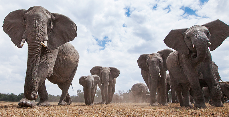 Botsuana caza elefantes