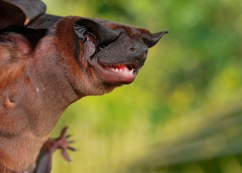murciélago cara de perro Waorani