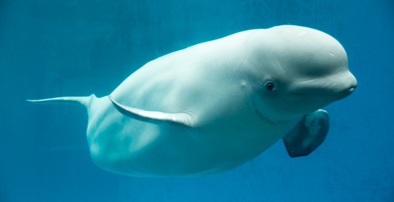 Una tierna beluga rescata el celular de una joven y se lo lleva hasta