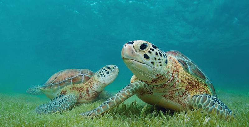 7 Datos Sorprendentes Sobre Las Tortugas Marinas National Geographic En Espanol