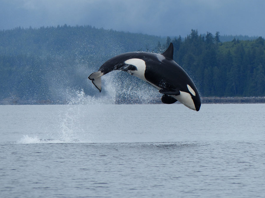 Isla De Vancouver En Busca De Orcas National Geographic En Espanol