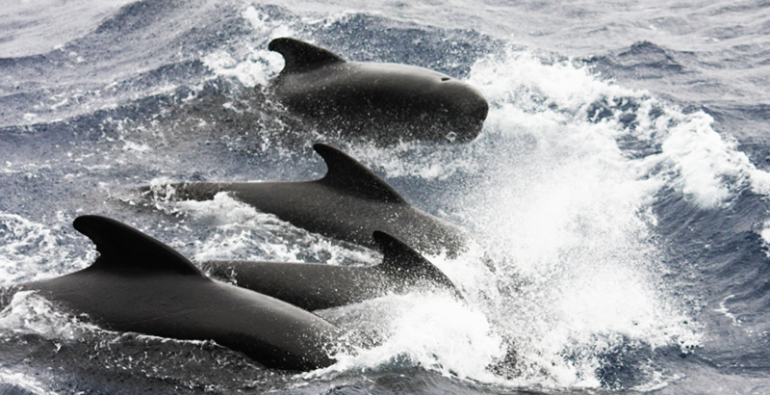 calderón común o ballena piloto de aleta larga Islas Feroe