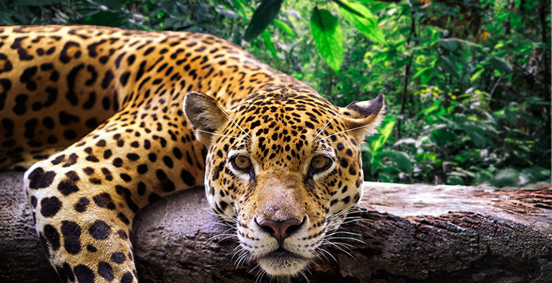 10 Datos Que Demuestran La Riqueza Natural Que Tiene La Amazonia