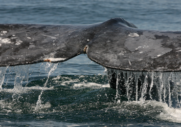 Japón caza comercial ballenas