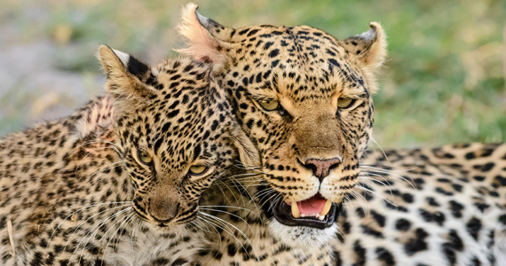 Leopardo Caza