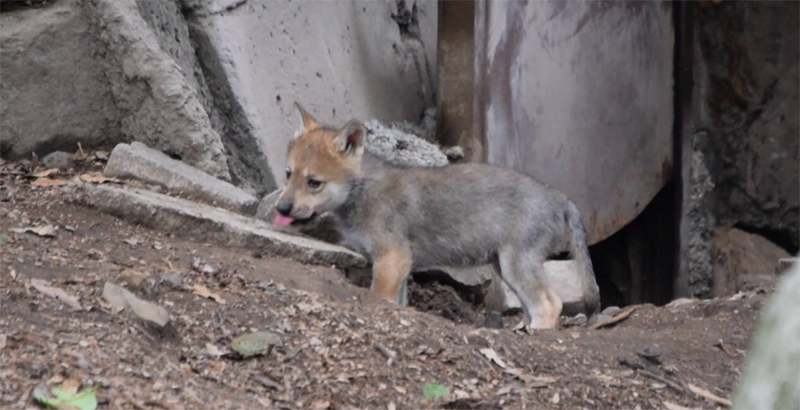 lobos mexicanos  Zoológico de Chapultepec