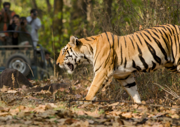 tigresa India