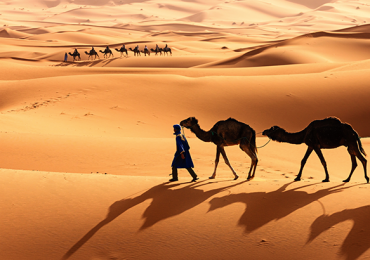 camello Sahara