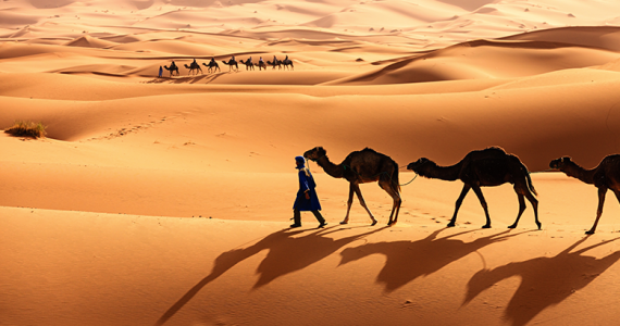 camello Sahara
