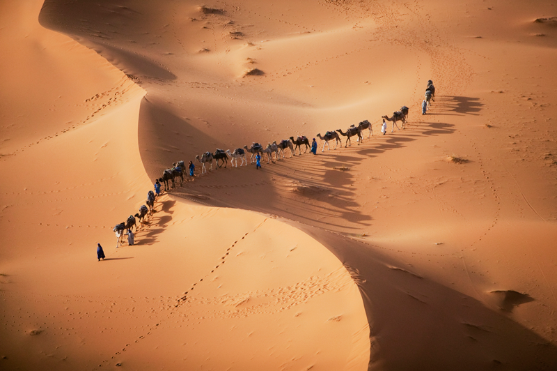 camellos Sahara