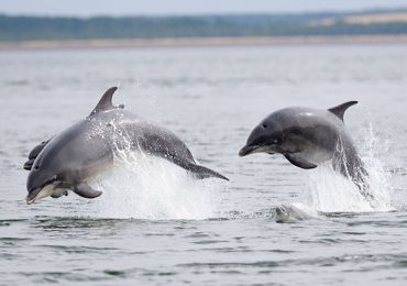 delfín nariz de botella adopta cría