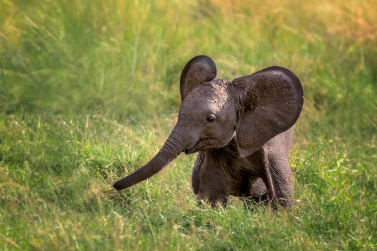 10 Adorables Fotografías De Crías De Elefante - National Geographic En ...