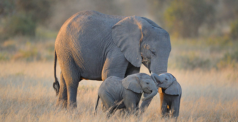 giant fluffy elephant