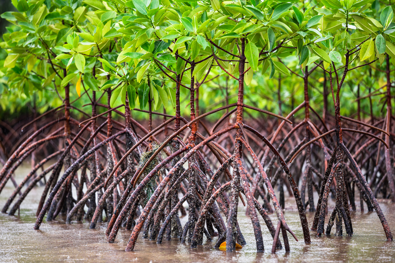 manglares importancia