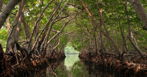 manglares